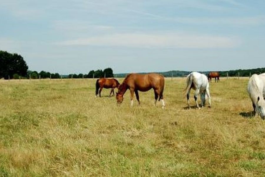 Baptême à poney Le Val-Saint-Germain
